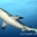shark_reef_grey_ver_h_0604_yap2061.jpg